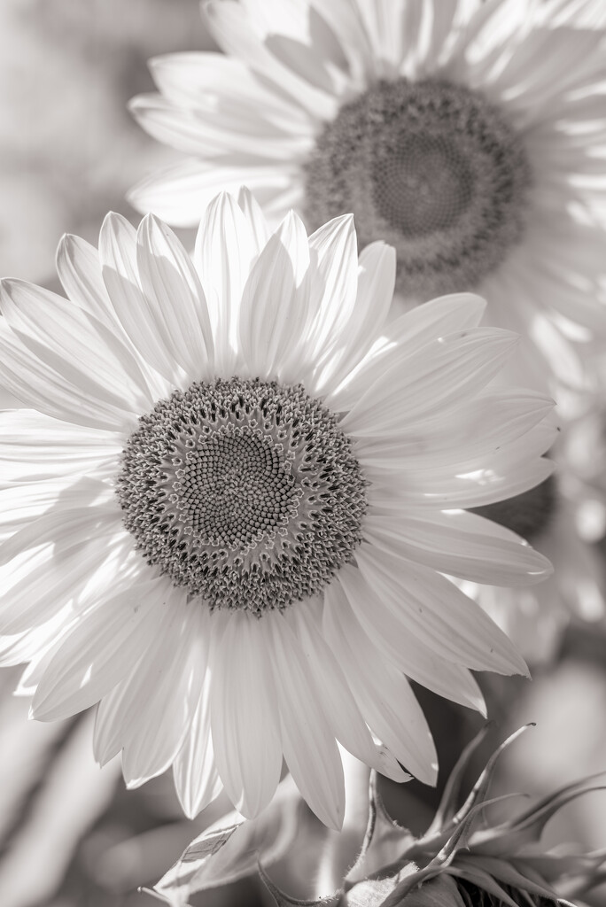 annual sunflower pic by jackies365