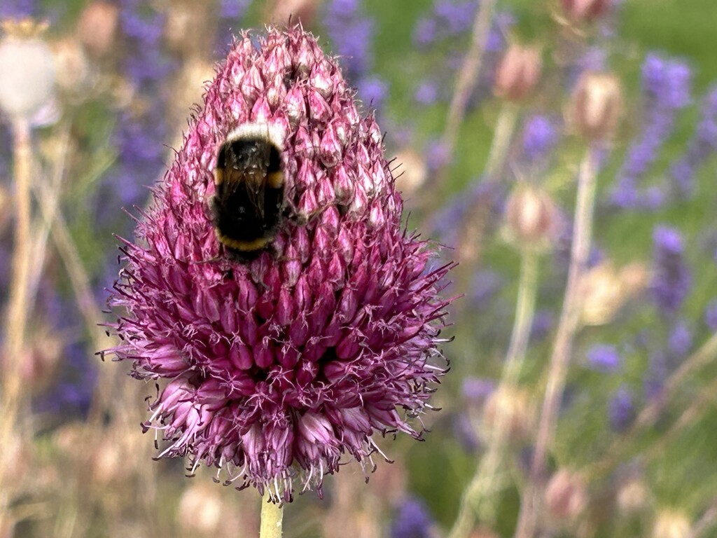 Bristol Allium and Bee  by phil_sandford