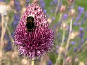 1st Aug 2024 - Bristol Allium and Bee 