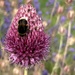 Bristol Allium and Bee  by phil_sandford