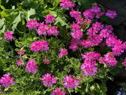 31st Jul 2024 - Scented Leaf Geranium