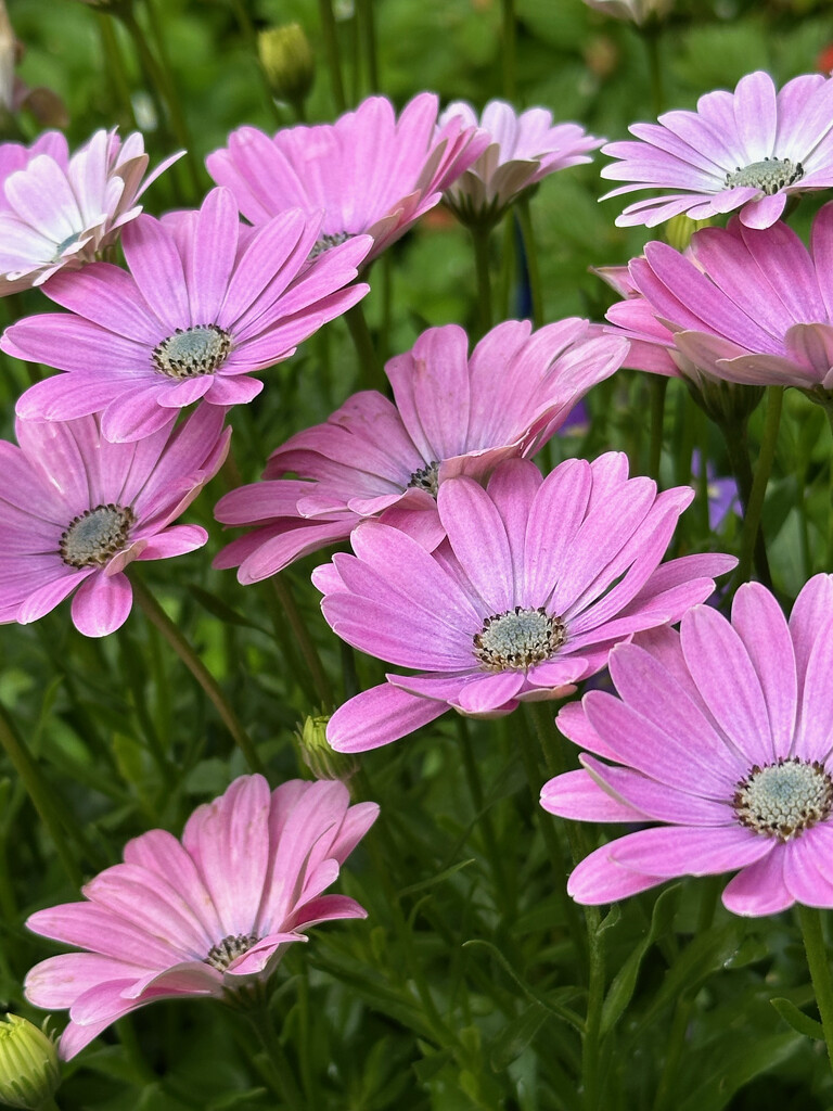 Osteospermum by 365projectmaxine