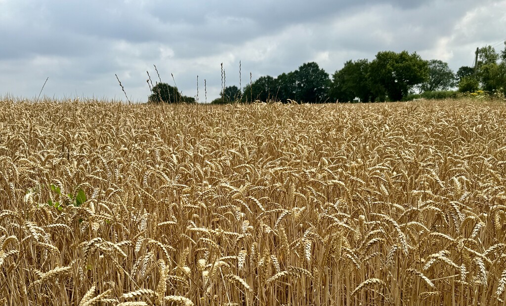 Field of wheat  by jeremyccc