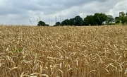 1st Aug 2024 - Field of wheat 