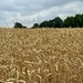 Field of wheat  by jeremyccc