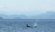 27th Jul 2024 - Orcas!