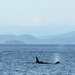 Orcas! by kimmer50