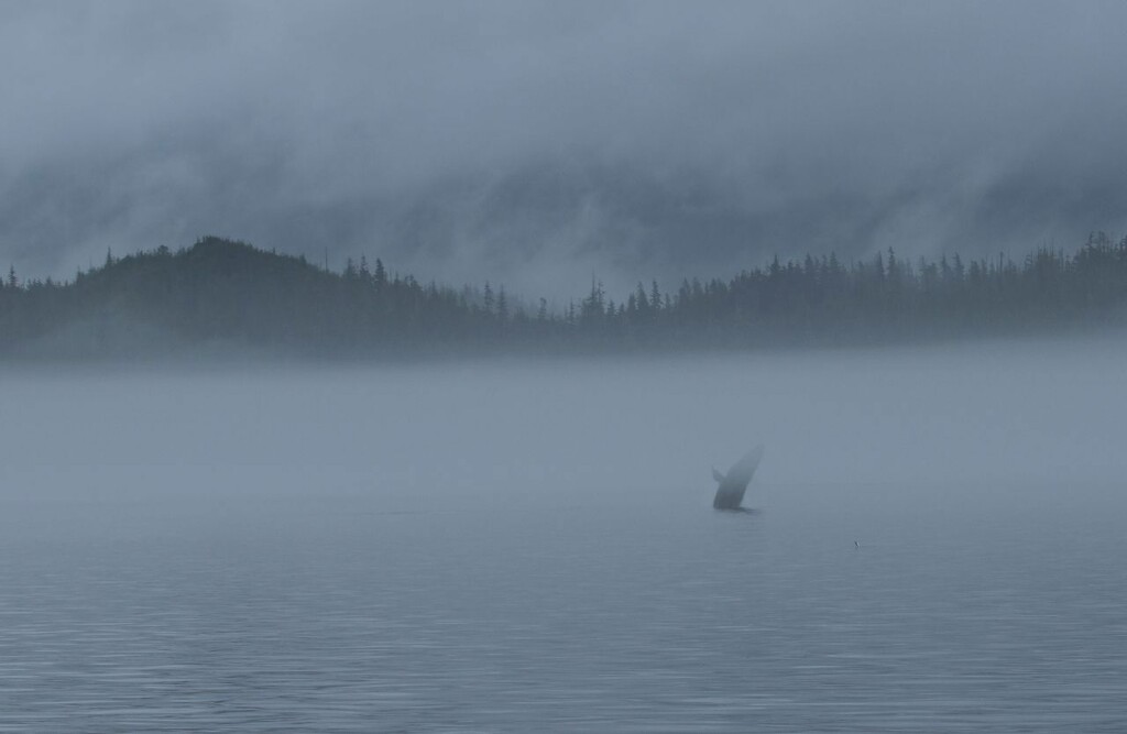 Breaching Humpback by kimmer50