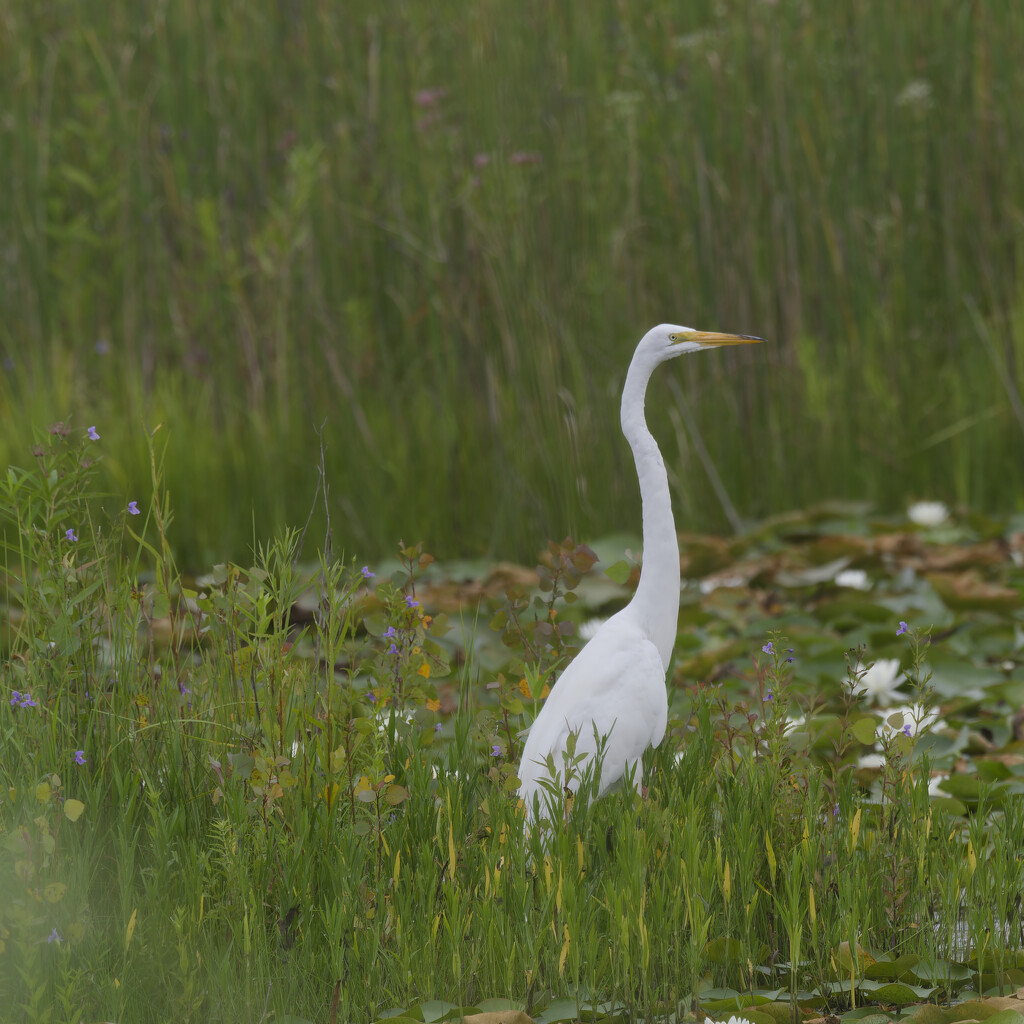 Great egret by rminer