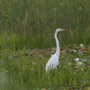 1st Aug 2024 - Great egret