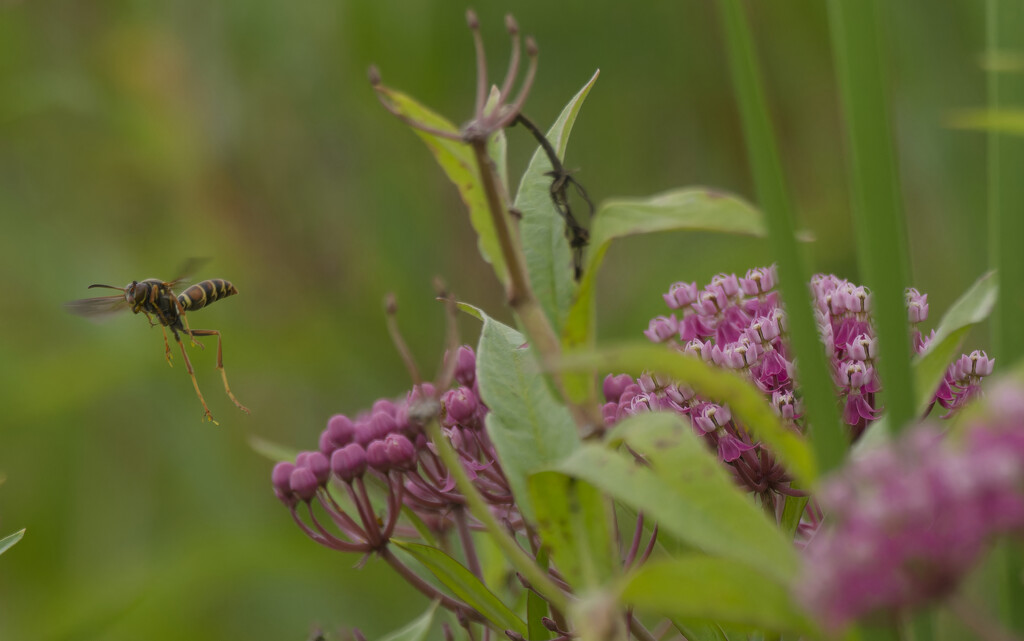 wasp by rminer