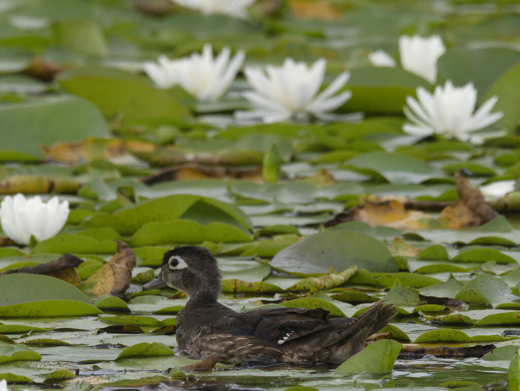 wood duck  by rminer