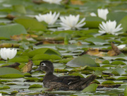 1st Aug 2024 - wood duck 