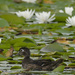 wood duck  by rminer