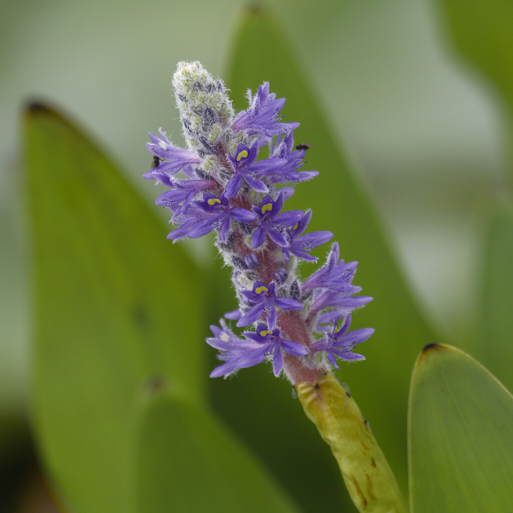 pickerelweed  by rminer