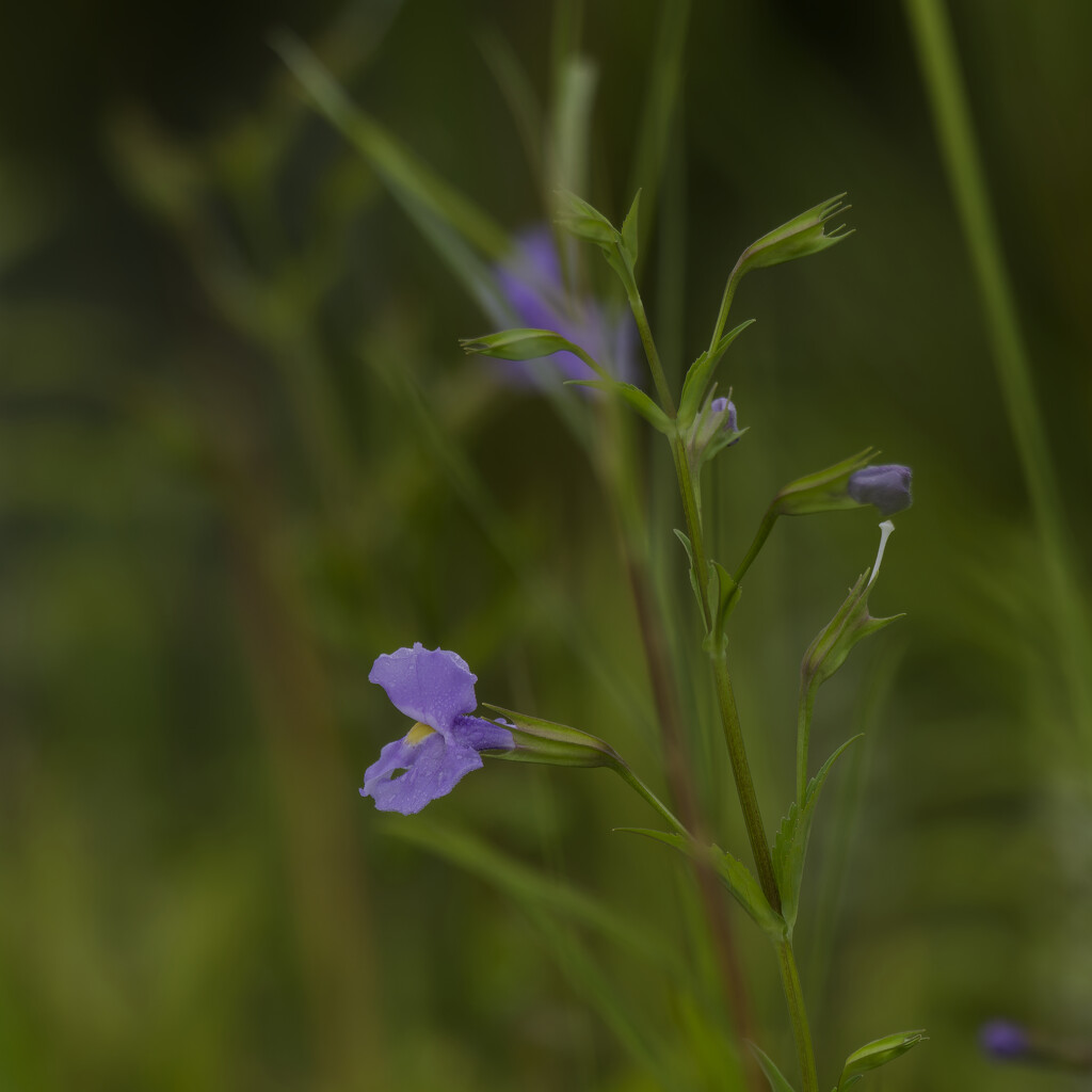 monkey flower by rminer