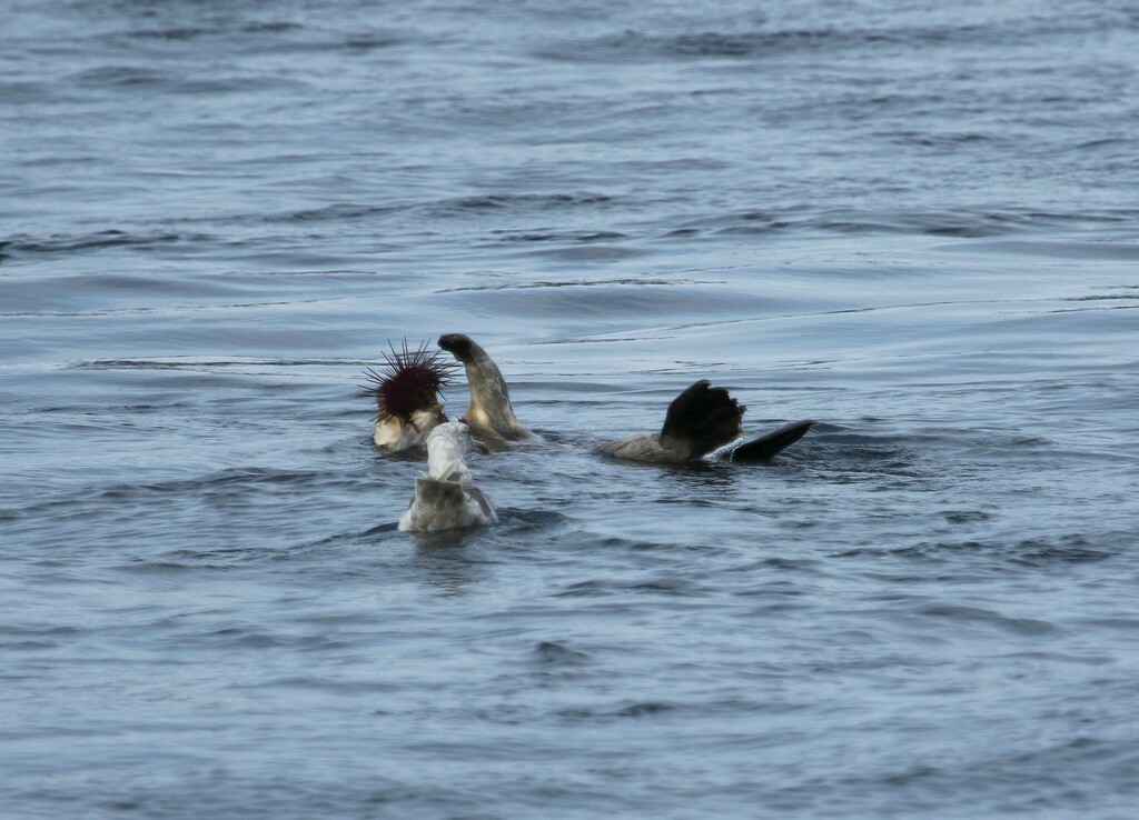 Sea Otter Lunch by kimmer50