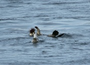 30th Jul 2024 - Sea Otter Lunch