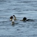 Sea Otter Lunch by kimmer50