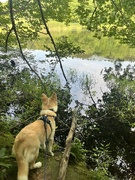 1st Aug 2024 - Proud lake 