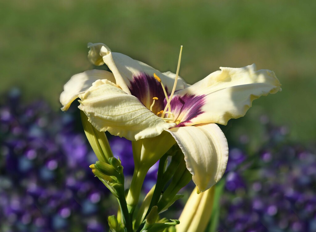 Purple Petunia Bokeh by paintdipper