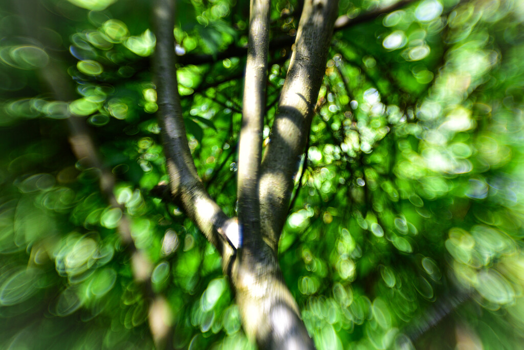 Bokeh and branches by tiaj1402