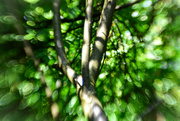 1st Aug 2024 - Bokeh and branches