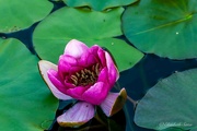 1st Aug 2024 - Water lilies