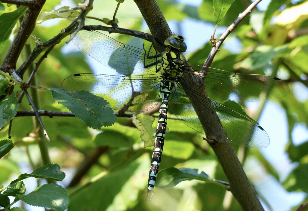 Southern Hawker by susiemc