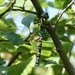 Southern Hawker by susiemc