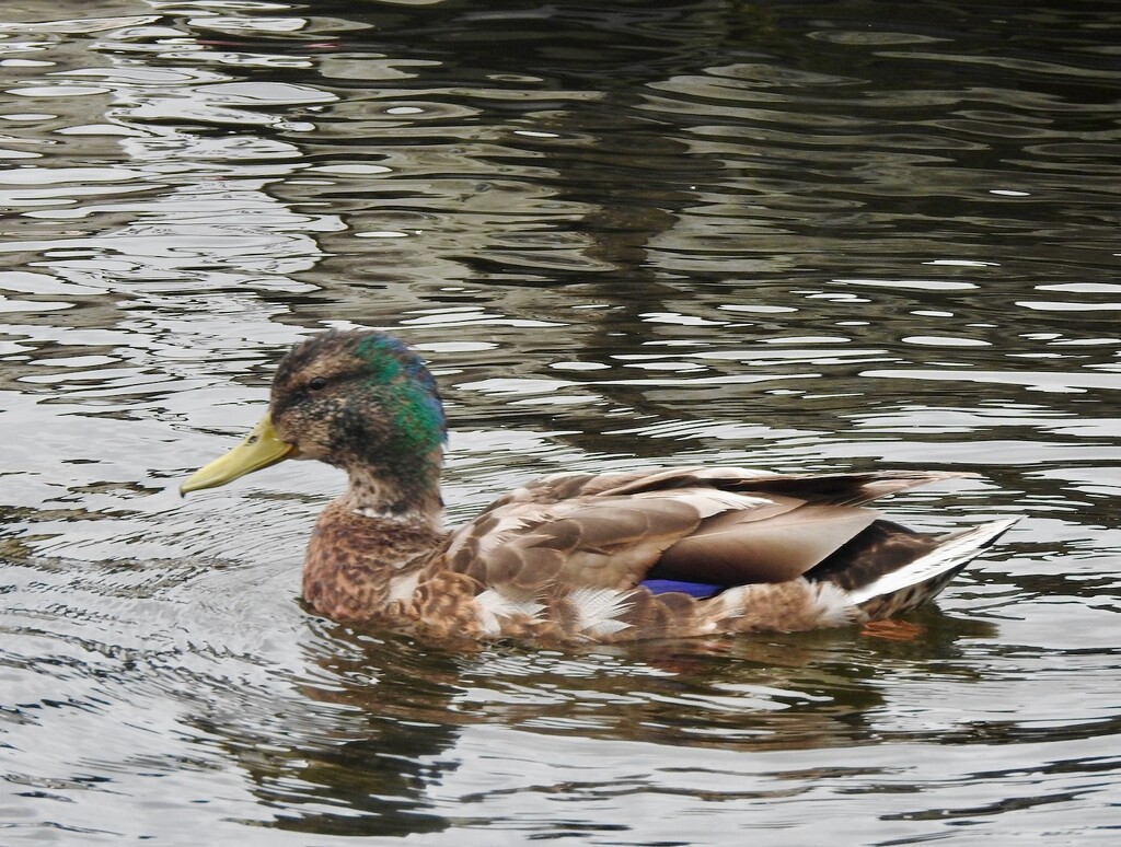 Mallard by sunnygreenwood