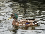 4th Jul 2024 - Mallard