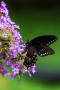 1st Aug 2024 - Pipevine Swallowtail