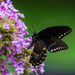 Pipevine Swallowtail by kvphoto