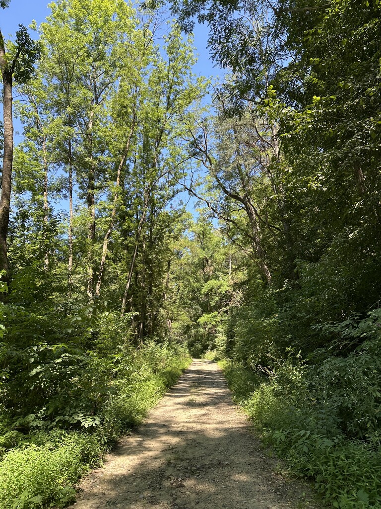 Trebeş Forest by selenaiacob