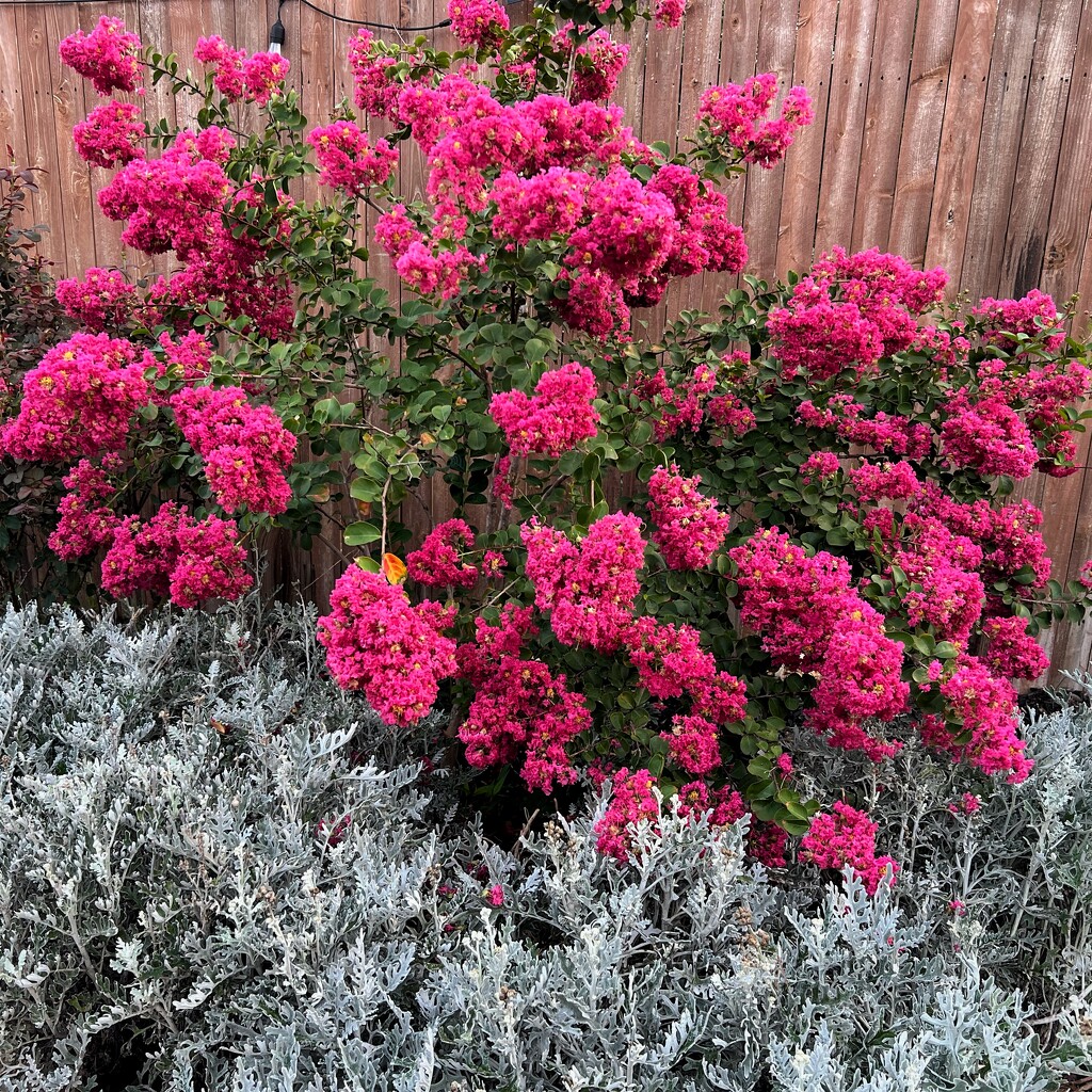 Crepe Myrtle & Dusty Miller by dkellogg