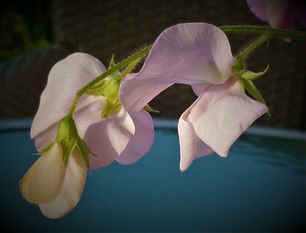 Sweet Peas  by countrylassie