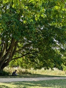 1st Aug 2024 - 072: Shade