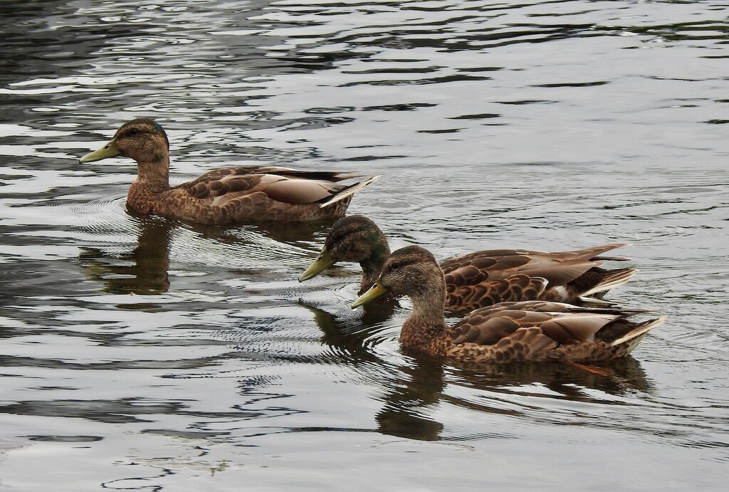 Mallard Family by sunnygreenwood