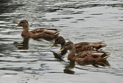 5th Jul 2024 - Mallard Family