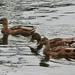 Mallard Family by sunnygreenwood