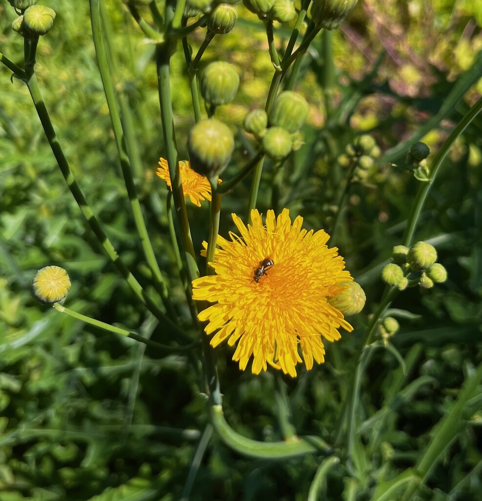 Sonchus arvensis by sunnygreenwood