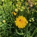 Sonchus arvensis by sunnygreenwood