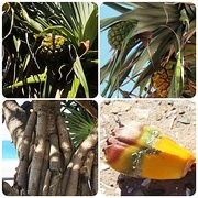 2nd Aug 2024 - Pandanus Tree ~