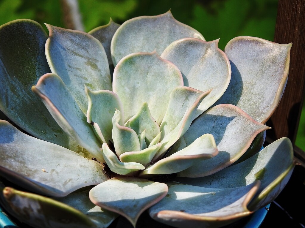 Echeveria by sunnygreenwood