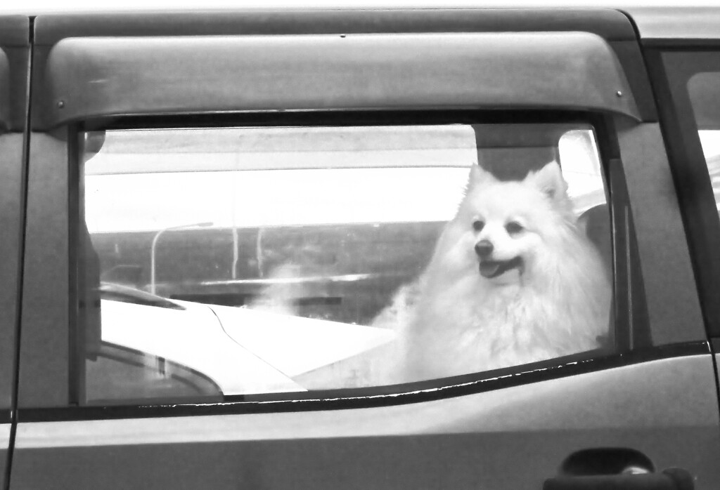 Dogs in cars by kali66