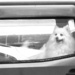 Dogs in cars by kali66