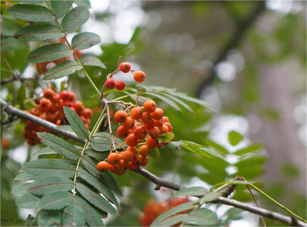 Berries by pcoulson