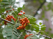 1st Aug 2024 - Berries