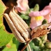 Day 214/366. Seed pods. by fairynormal